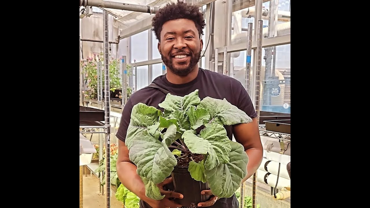 Collard Greens 18 Ways