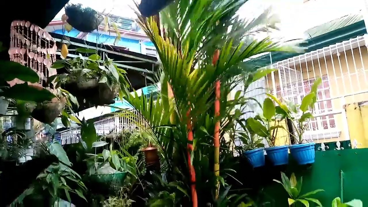 🌀😱Typhoon Paeng  update as of 5pm in our area|Bagyong Paeng#tropicalgarden  #gardening #bagyongpaeng