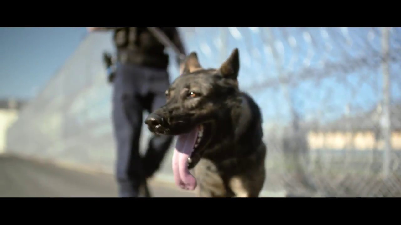 Queensland Corrective Services