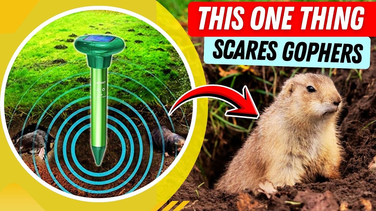 Stop Gophers From Destroying Your Garden — Do THIS Fast!