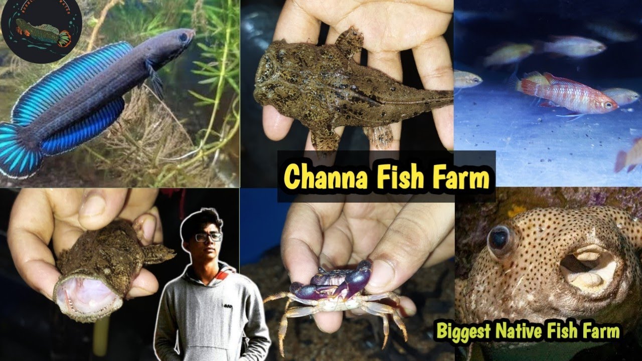 Channa Fish Farm|Doctor Fish|Different Types Of Channa Fish|Crab Farming in Kolkata