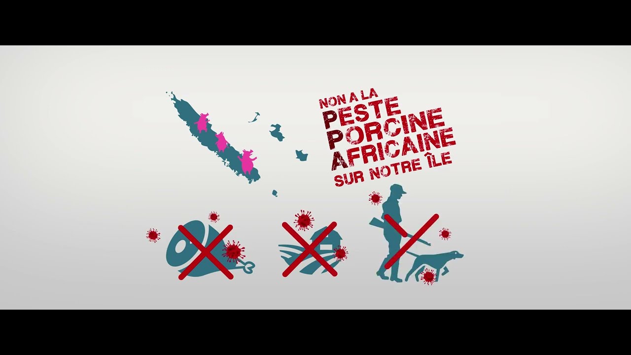 Pr&eacute;vention - Peste Porcine Africaine