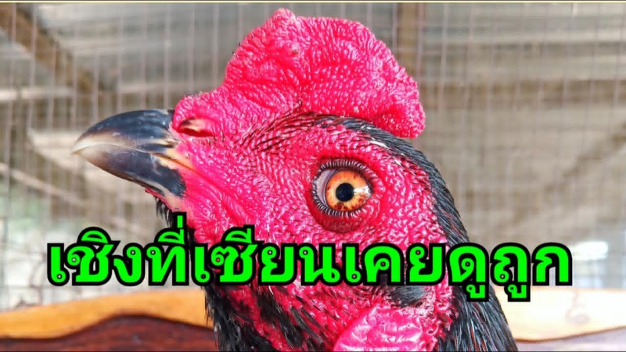 เชิงที่เซียนเคยดูถูก