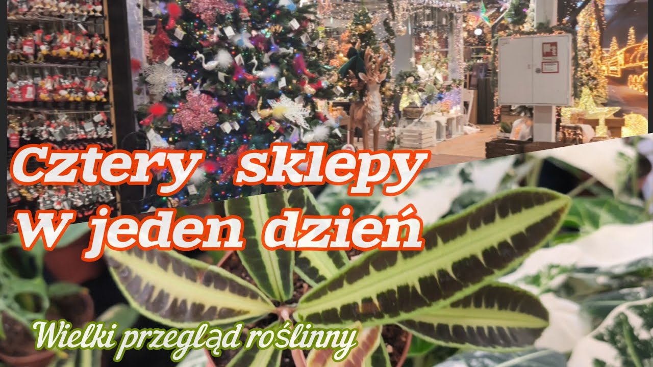 Masa przepięknych roślin 🌿 tego się nie spodziewałam 😱