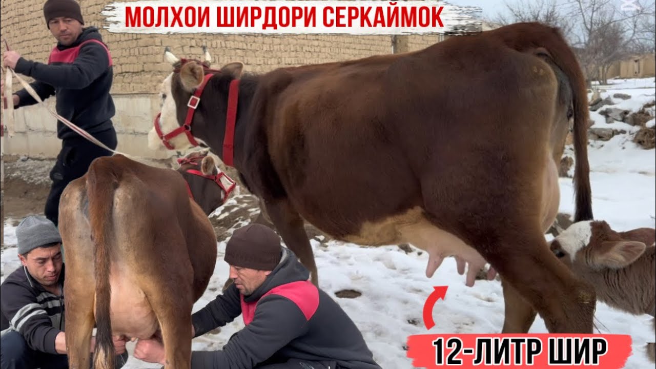 12-л ШИР МОЛҲОИ ШИРДОРИ СЕРҚАЙМОҚ 27 января 2026 г.