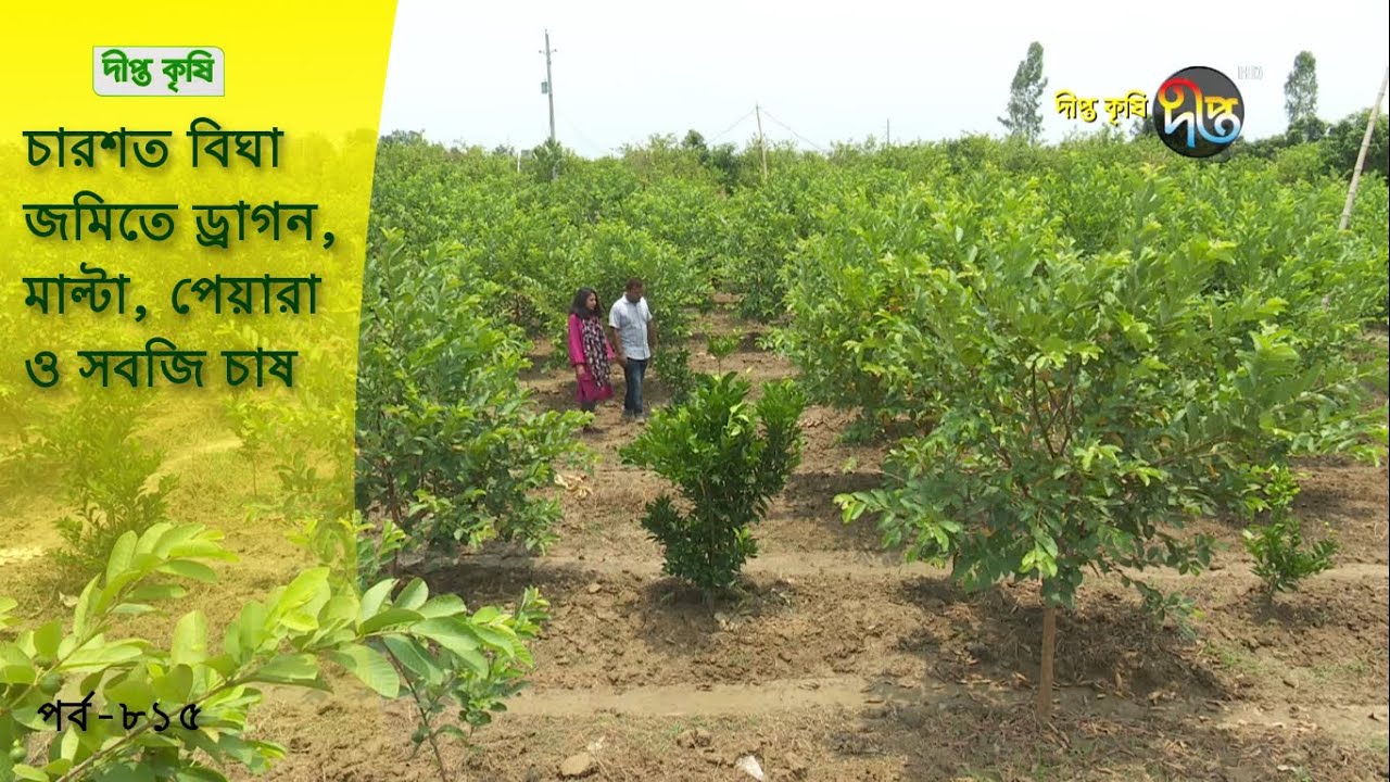 Deepto Krishi/দীপ্ত কৃষি-  চারশত বিঘা জমিতে ড্রাগন, মাল্টা, পেয়ারা ও সবজি চাষ | নাচোল | deepto tv