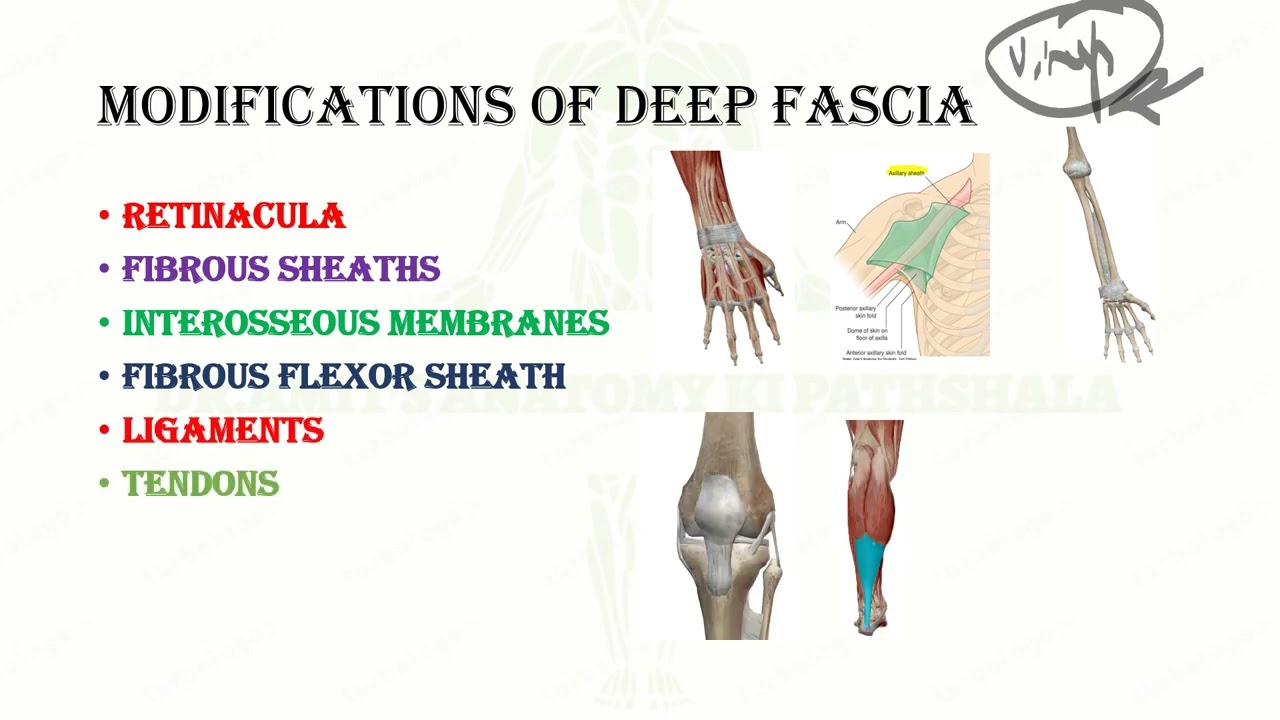 Fascia- anatomy applied,Modifications of deep fascia, difference b/w Ligaments, tendon, Aponeurosis