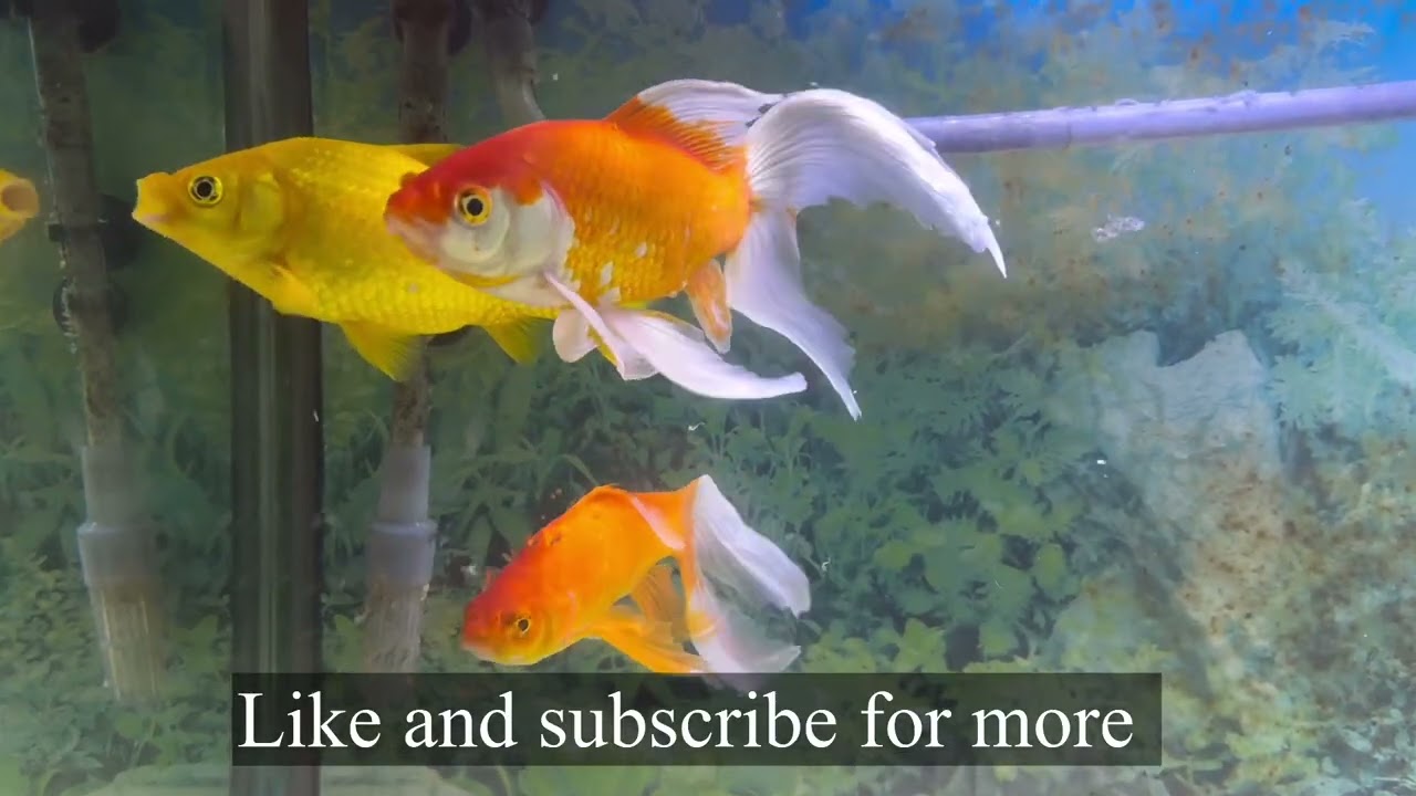 Resurrecting a Goldfish aquarium part 1 by Paul Talbot 