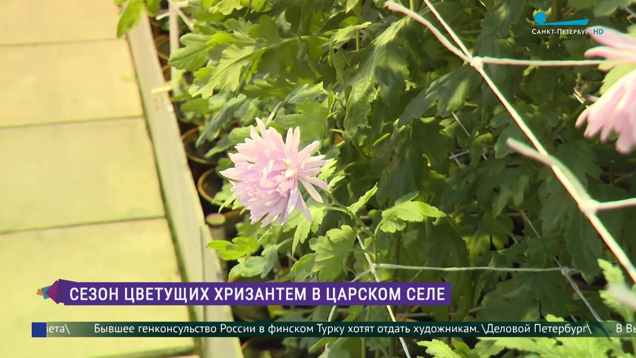 В оранжереях Царского Села расцвели хризантемы