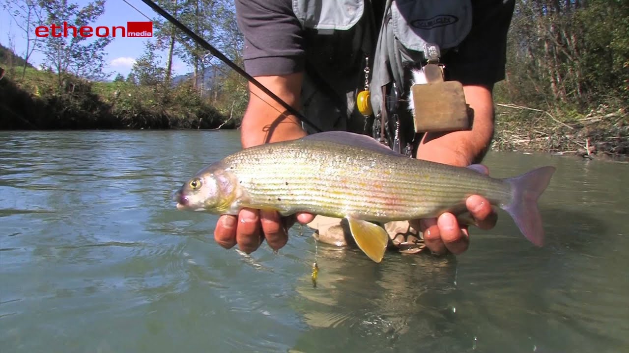 Auf Äschen im kleinen Fluss - Fliegenfischen in Österreich bei etheonTV