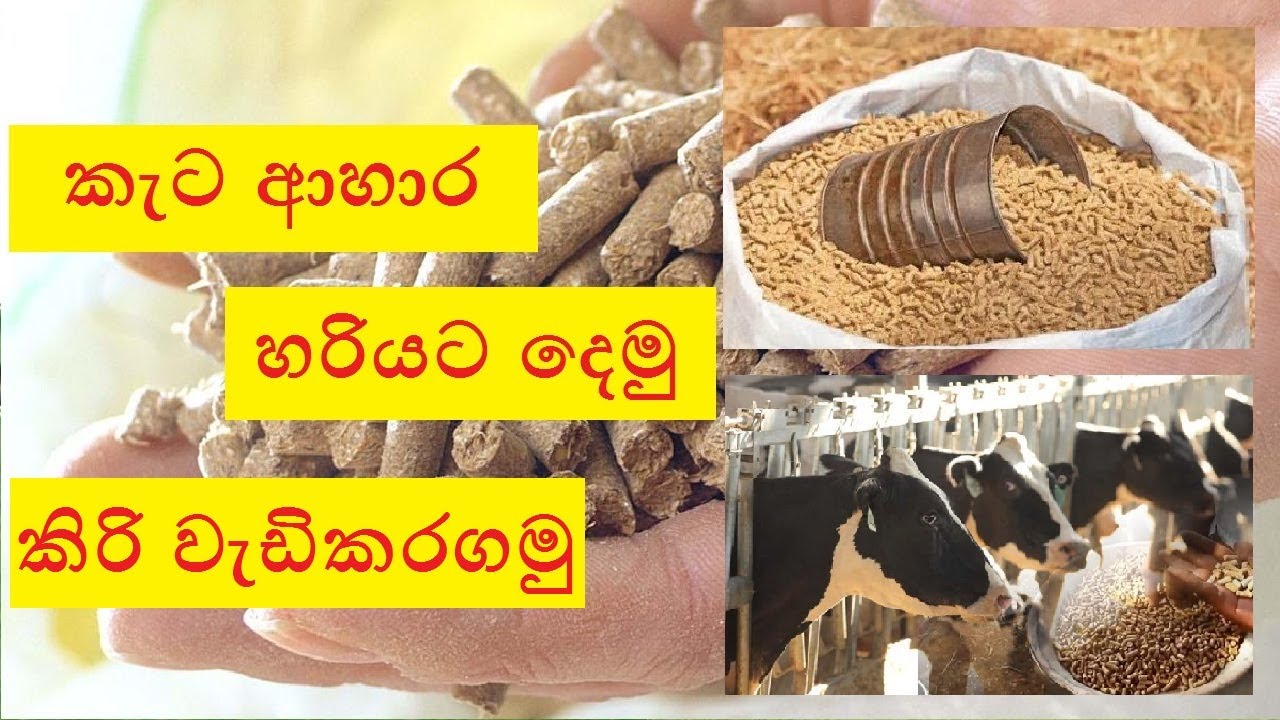 කැට ආහාර හරියට දෙමු  , කිරි වැඩිකරගමු.