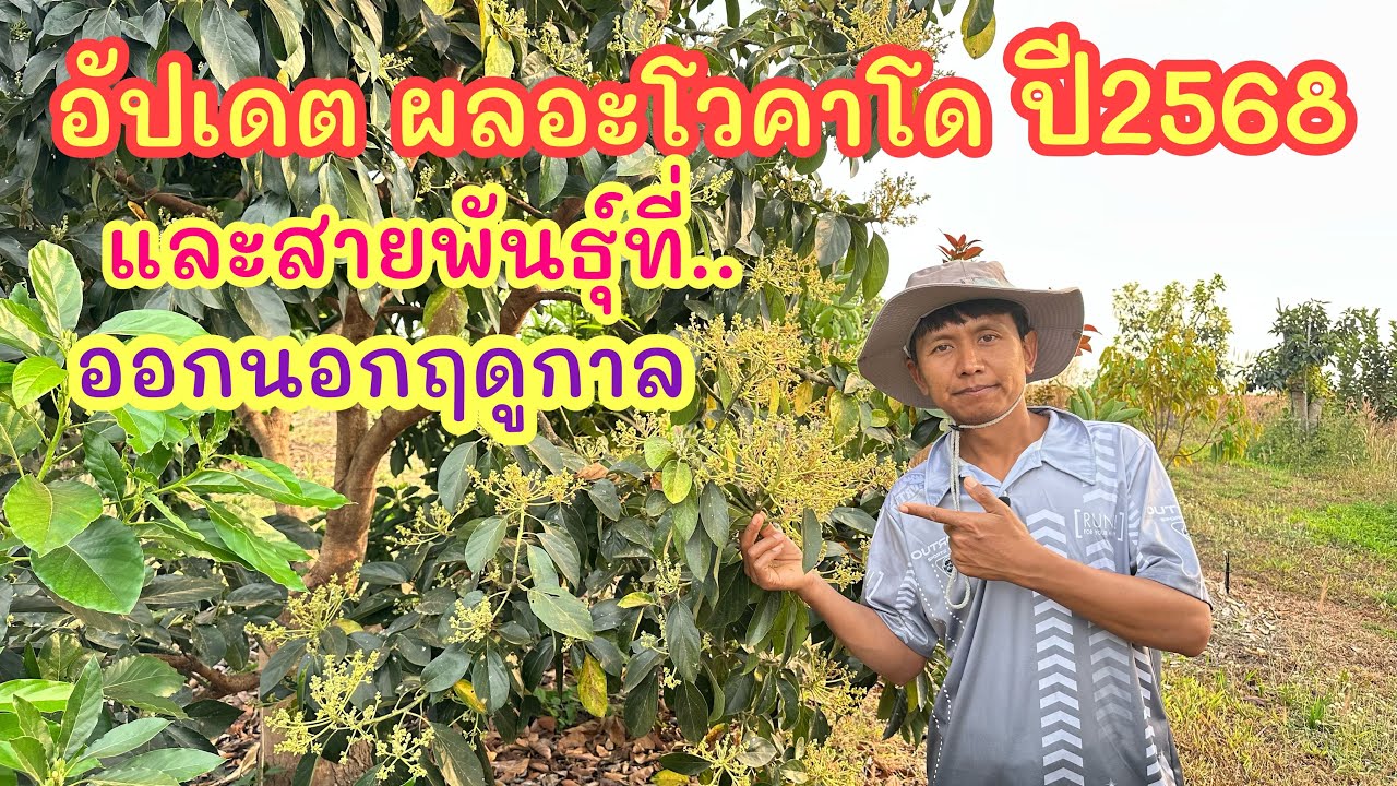 อัปเดตผลอะโวคาโด ปี2568 และสายพันธุ์ที่ออกนอกฤดูกาล #สวนลุงใหญ่ #อะโวคาโด  #เกษตรผสมผสาน  #farming
