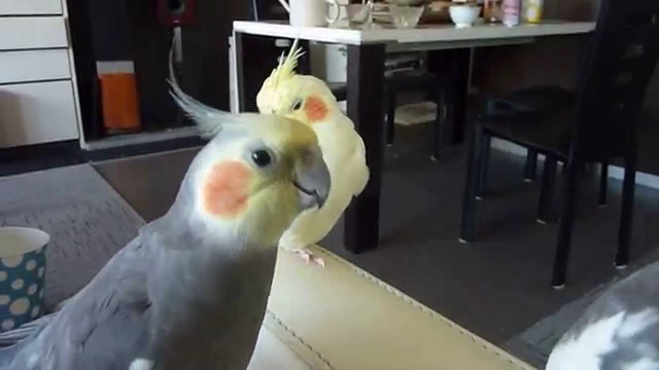 でたらめな歌が終わらない オカメインコ My cockatiel is singing a funny song.