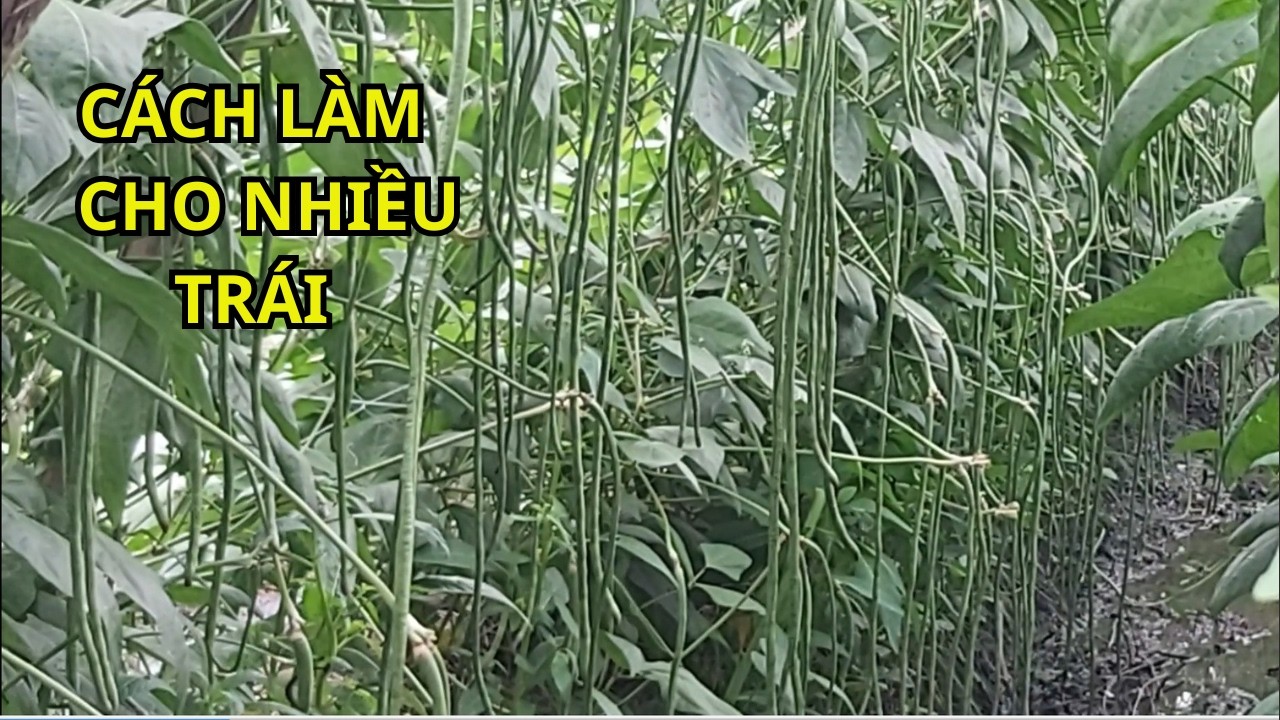 Bí quyết giúp đậu nhiều trái.