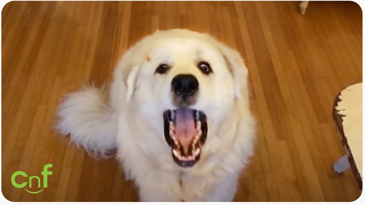 Dog Fails at Catching Treat | Hilarious Montage!