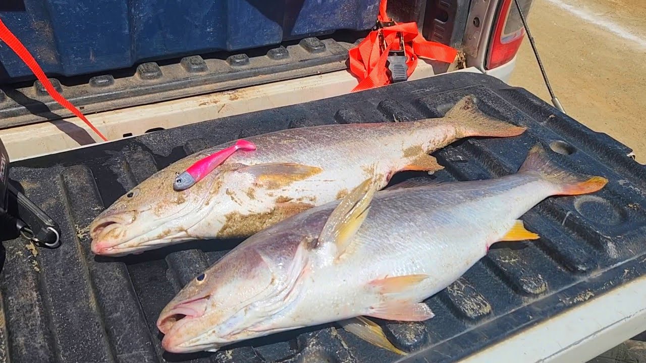 CORVINAS Y LENGUADOS : Galu GT un Vinilo que no puede faltar en tu caja de Pesca.
