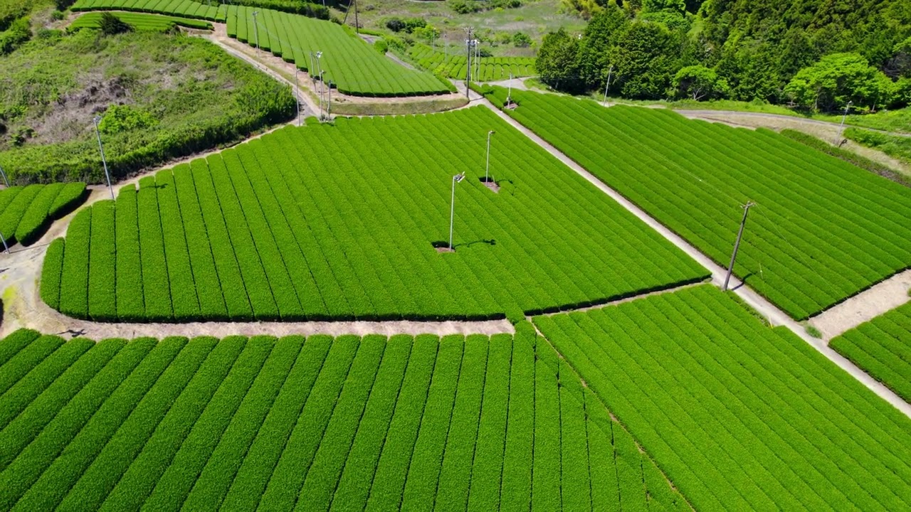 茶園の風景