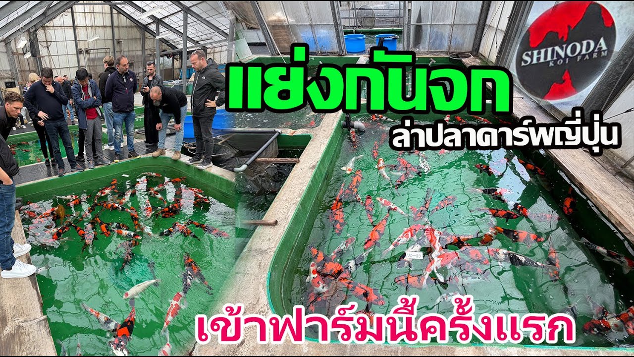 แย่งกันซื้อปลา Hi Utsuri  Shinoda koi farm #ล่าปลาคาร์พญี่ปุ่น 2025 Niigata Japan