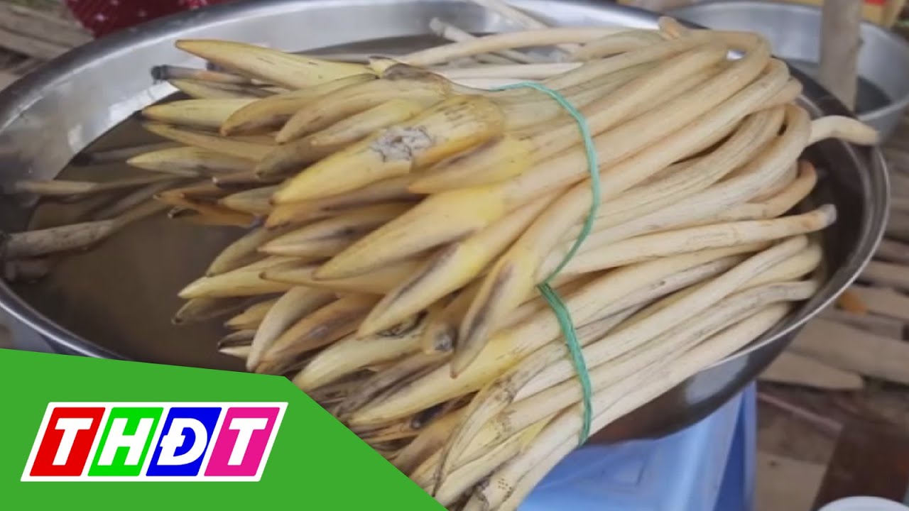 Long An: Ng&oacute; sen khan hiếm b&aacute;n được gi&aacute; cao | THDT