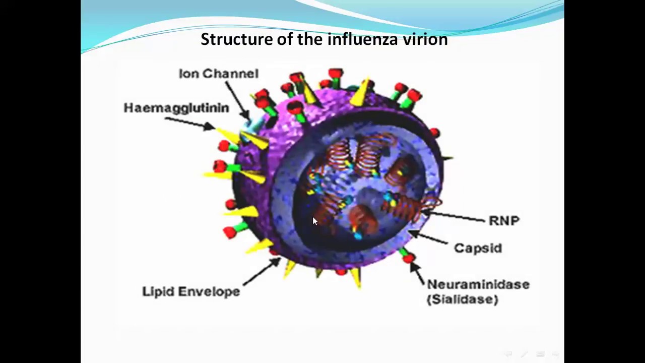 Influnza Virus فايروس الانفلونزا