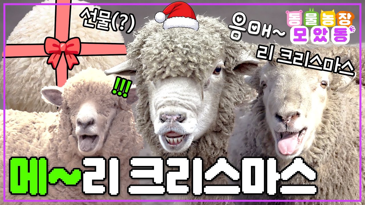 [#모았동물농장] 산타가 데려가려 해도 놀라지 마세요...★ 당신이 제 크리스마스 소원이였거든요🎁 메~리크스리마스 양 모음집 #TV동물농장 #AnimalFarm #sbsstory