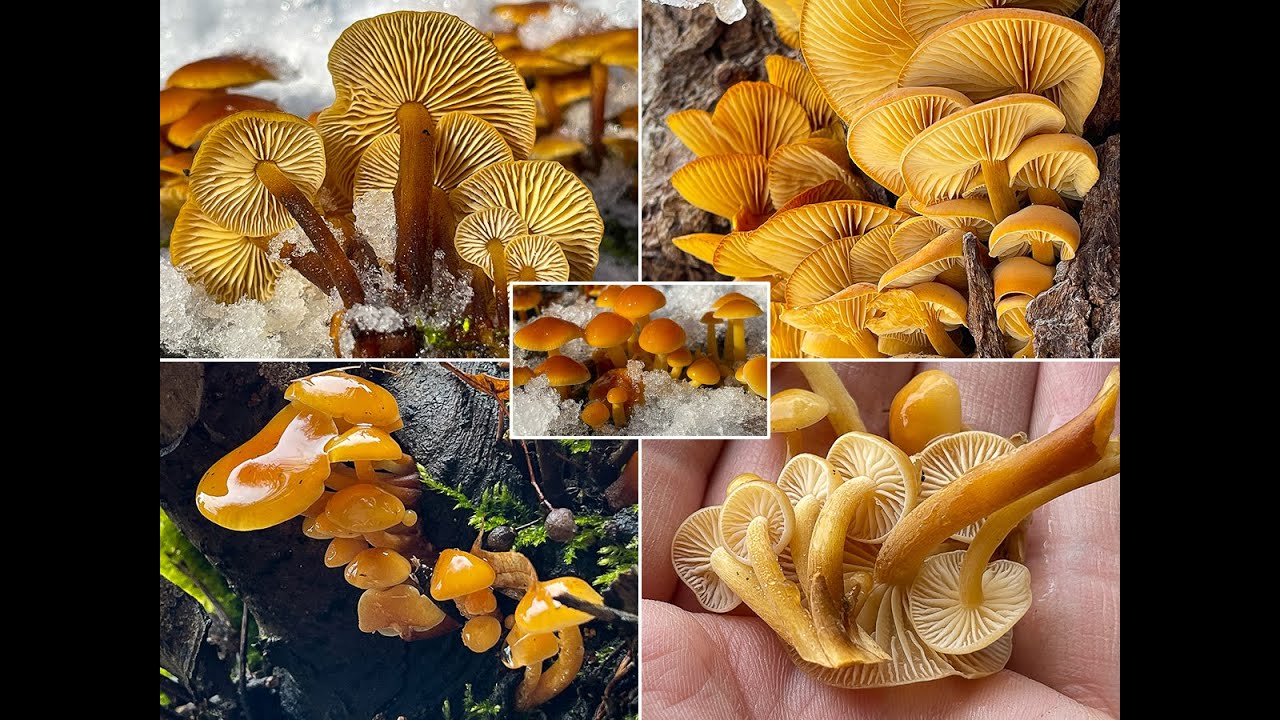 Winterpilze 2021 - Samtfu&szlig;r&uuml;blinge im Januar | Winterr&uuml;bling | Winterling | Flammulina velutipes