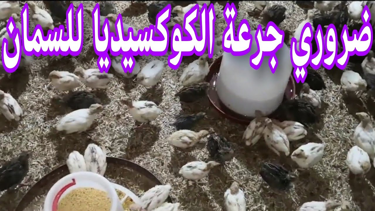 ضروري جرعة الكوكسيديا للسمان في ميعادها