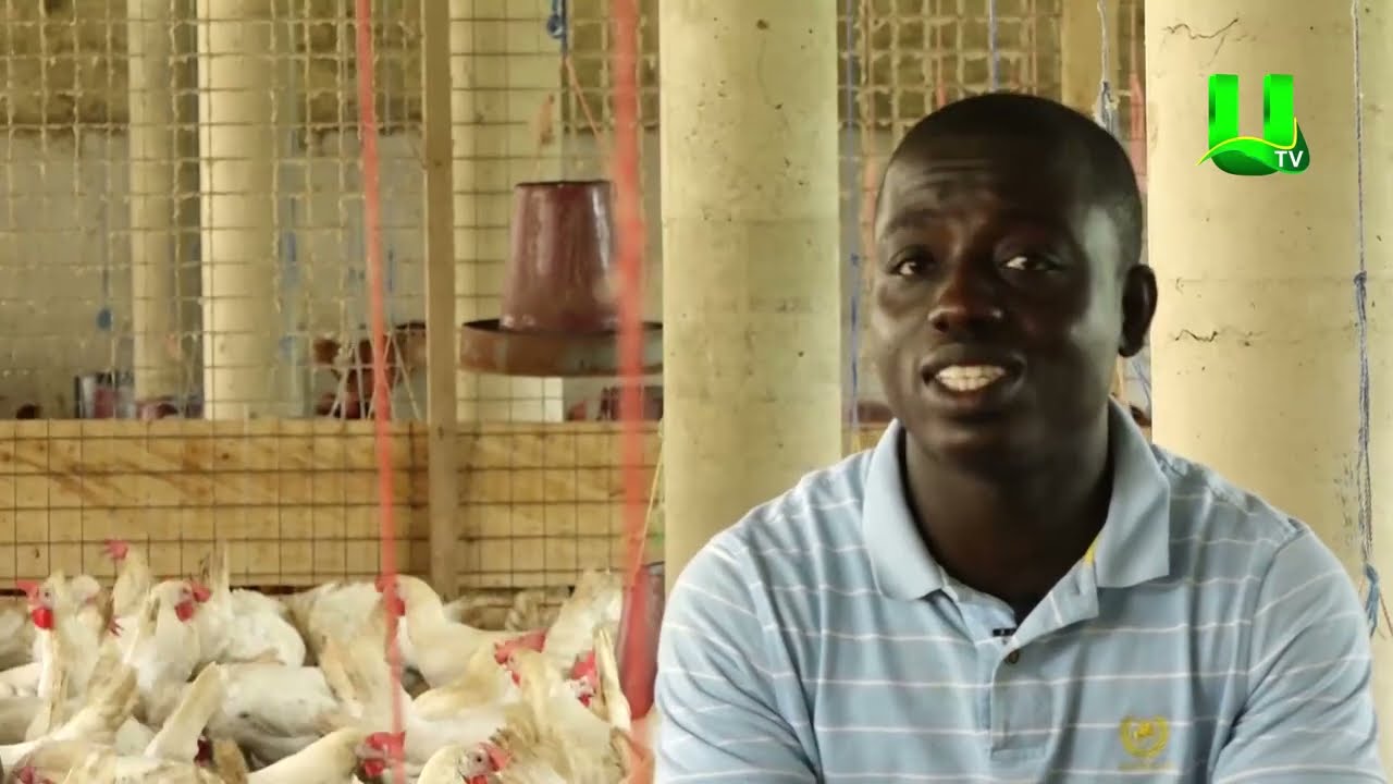 AYEKOO: UP CLOSE WITH A YOUNG GRADUATE FARMER AT ASANKRAGUA