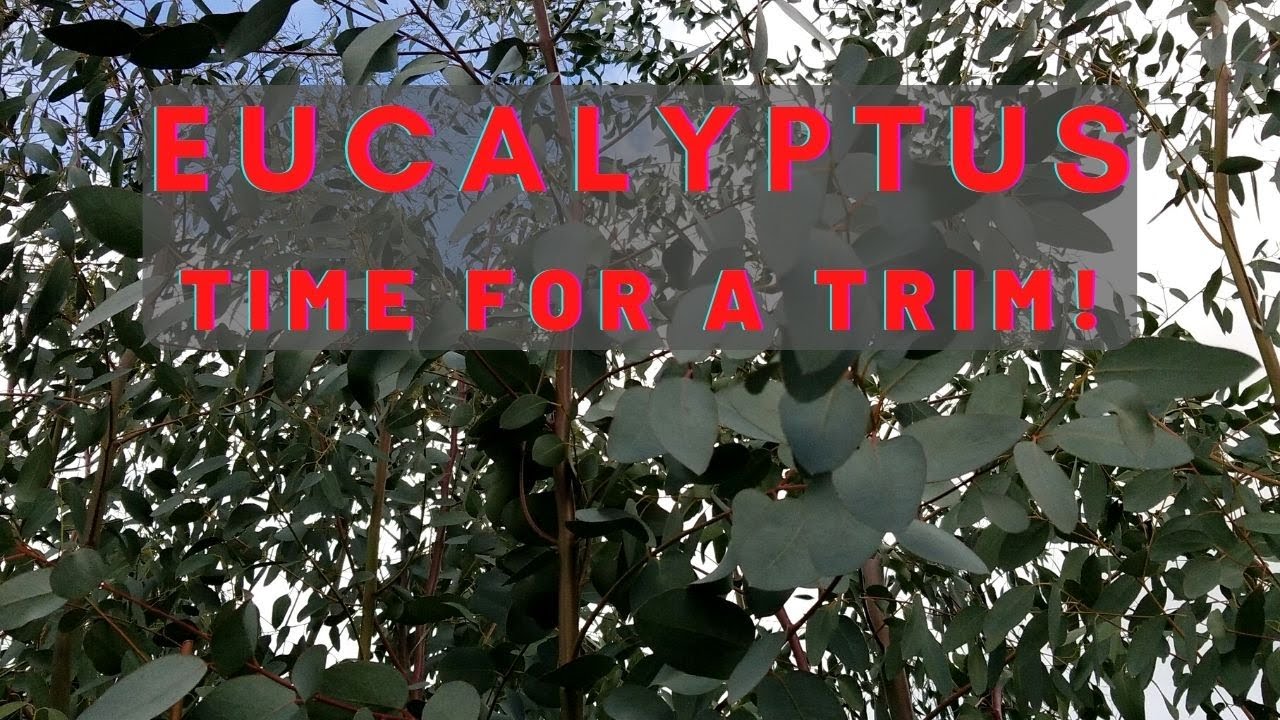 Eucalyptus Time for A Trim