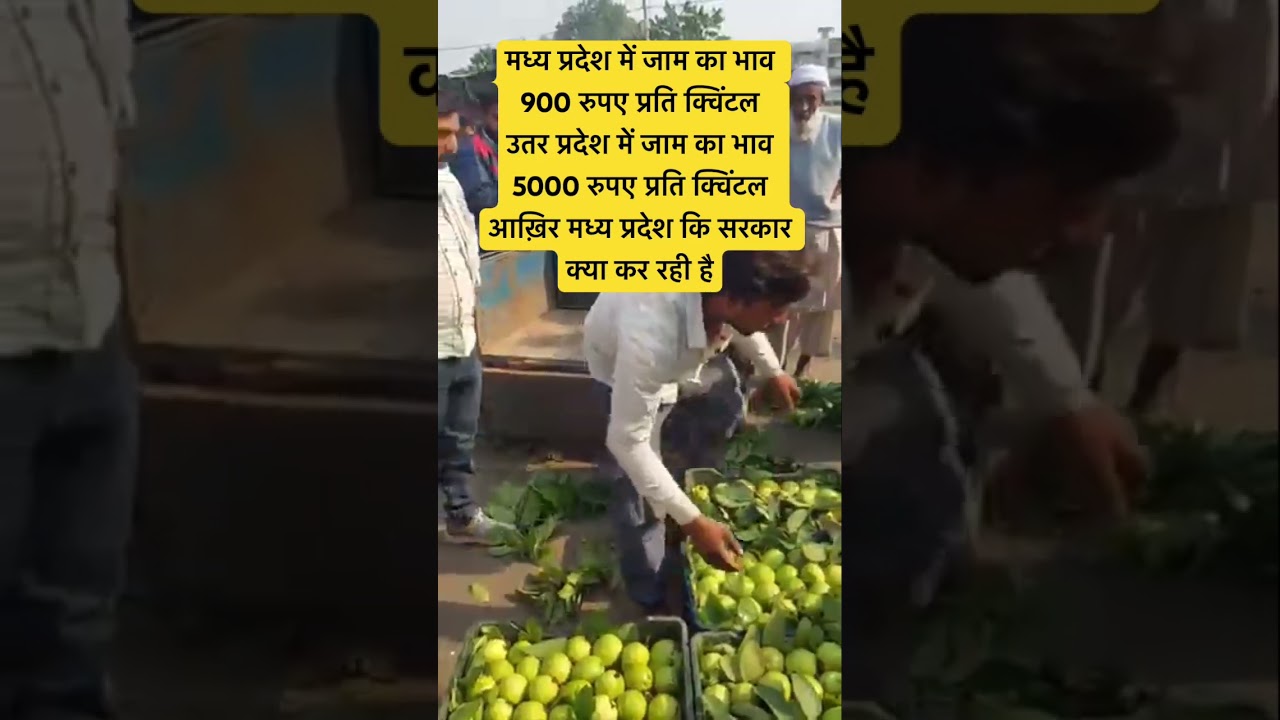 मध्य प्रदेश में जाम का भाव 900 रुपए प्रति क्विंटल उतर प्रदेश में जाम का भाव 5000 रुपए प्रति क्विंटल