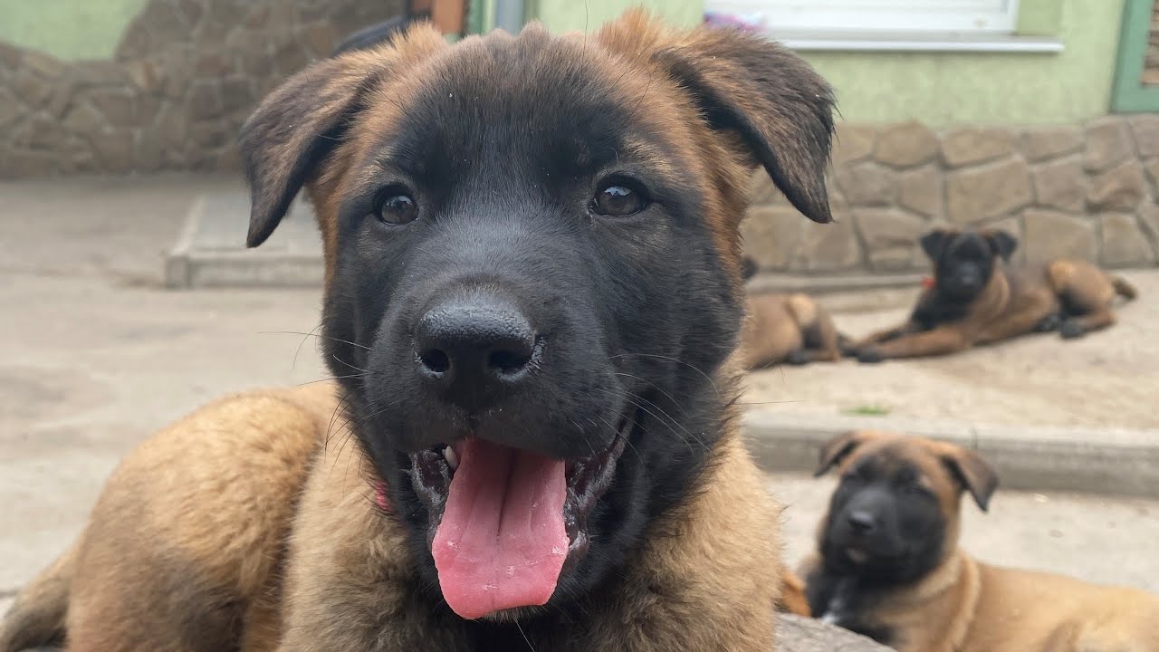 Słodki szczeniak malinois ssie mleko matki. ASMR