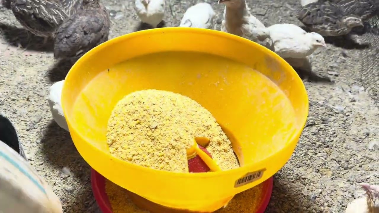 En vacunación a mis crías 🐓 e instalando bebederos #gallina 