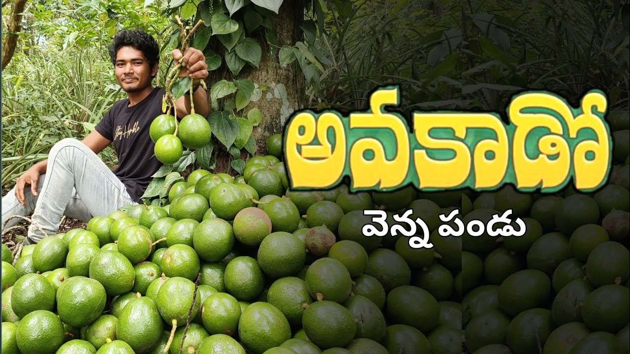 Avocado harvesting in lambasingi tribal||అవకాడో పంట,పండు యొక్క ఉపయోగాలు
