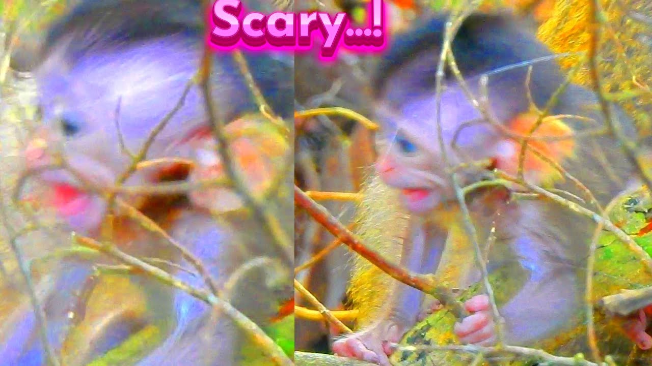 Why Is Newborn So Scared During Training Alone? Primate Kh
