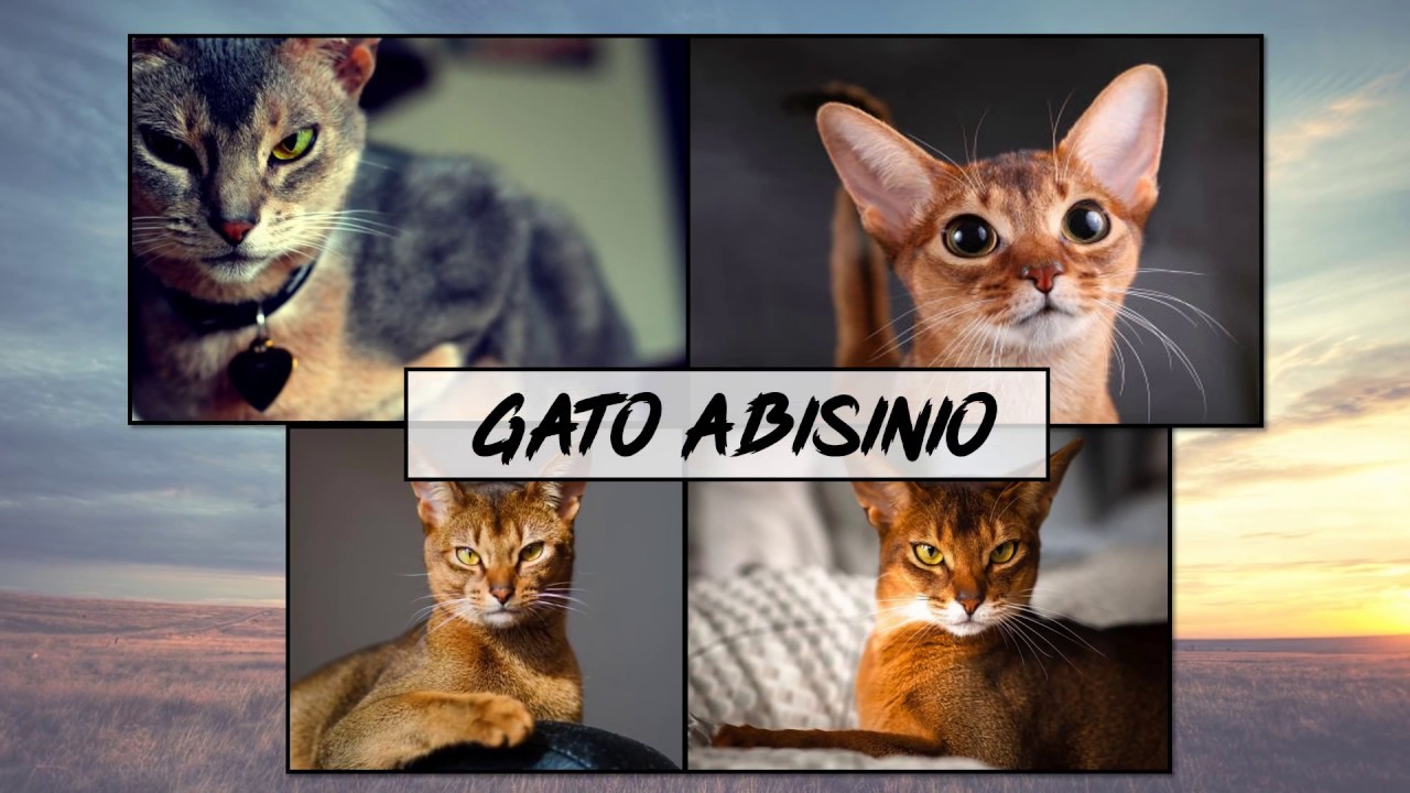 Raza de Gato abisinio