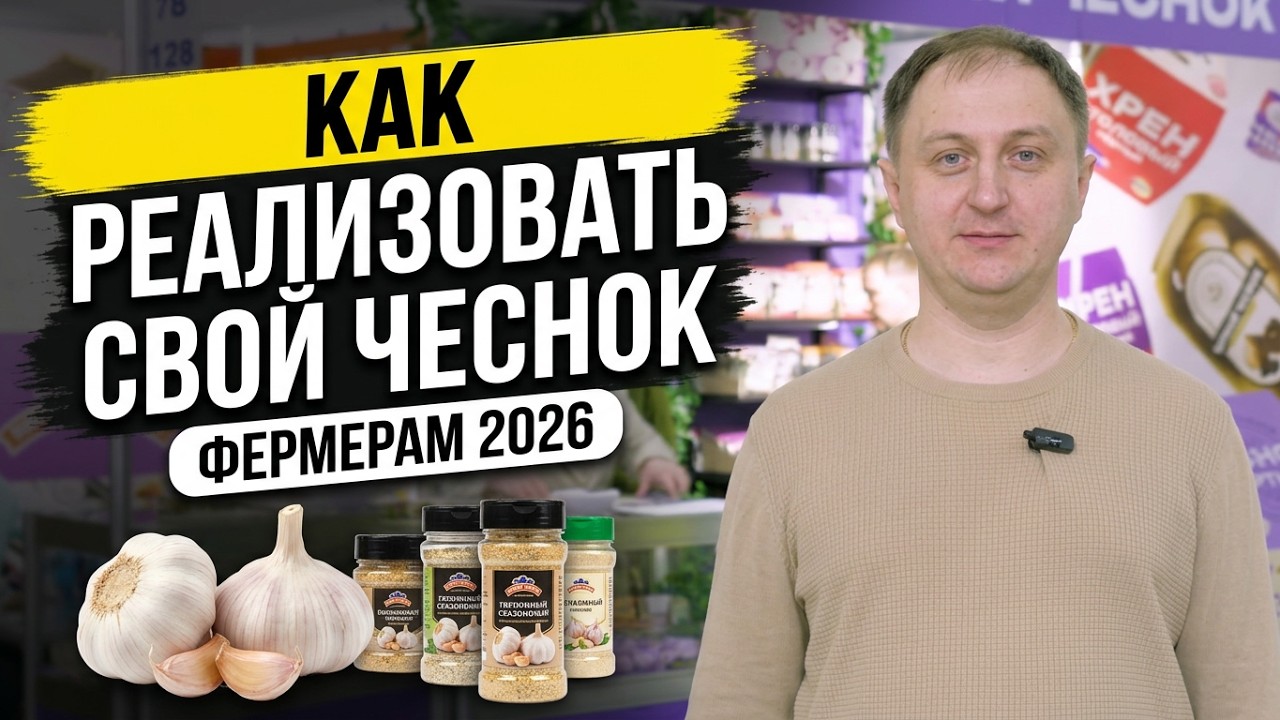Куда продавать чеснок оптом в России. Самые актуальные каналы сбыта 2026