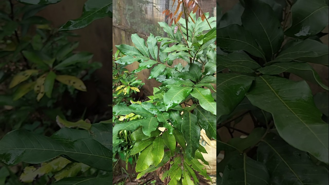 How to take care of Logan plant #howto#shortvideo #logan #howtomakeroseflowersyoutubeshorts