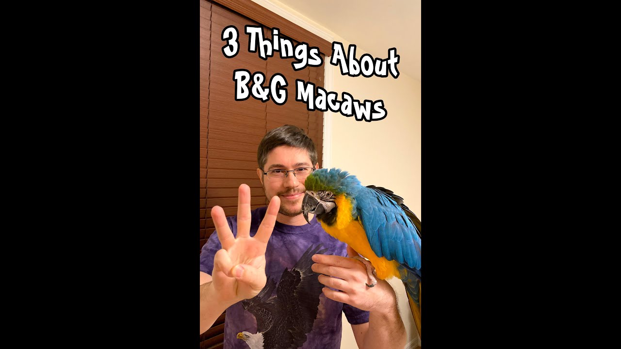 3 Things You Didn't Know About Blue and Gold Macaws! #shorts