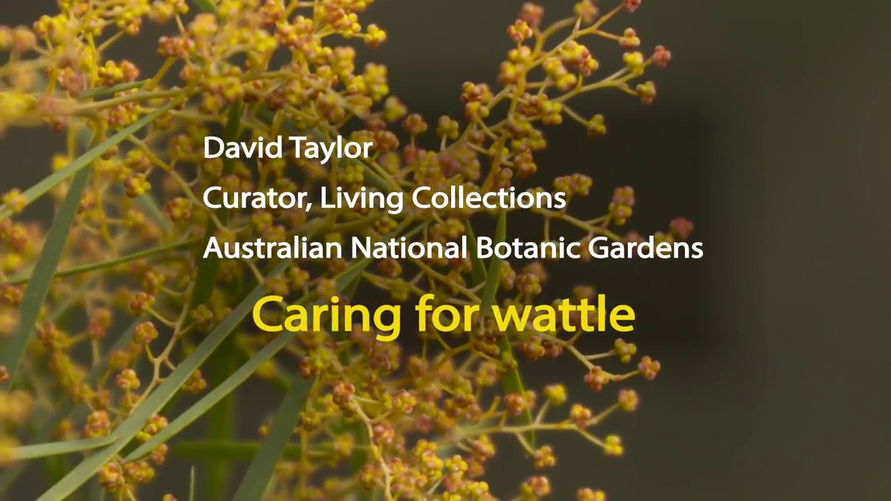 Caring for Wattle