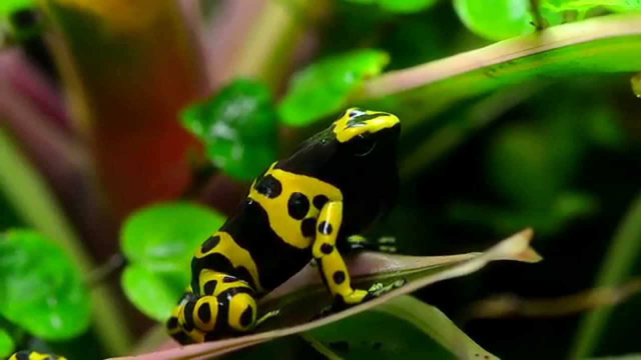 Dendrobates Leucomelas