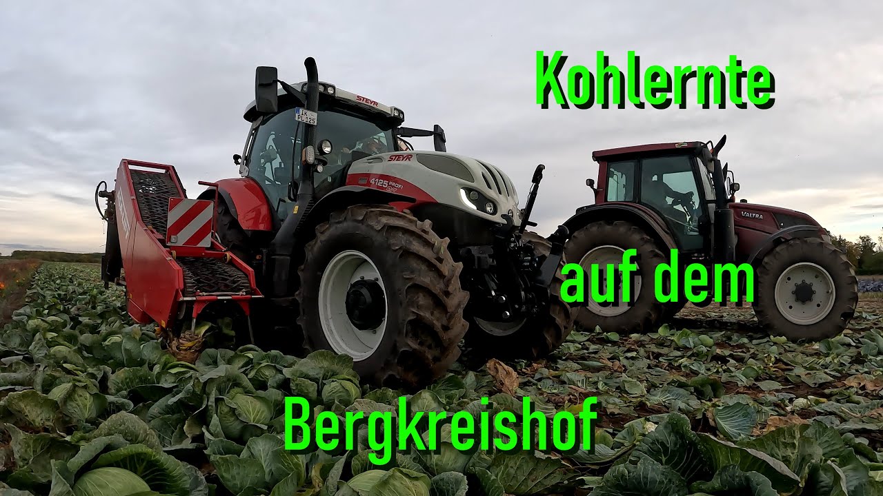 #ernte #kohl