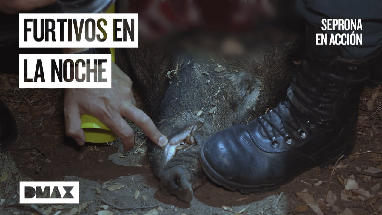 Este hallazgo provoca la persecución de un cazador furtivo | Seprona en acción