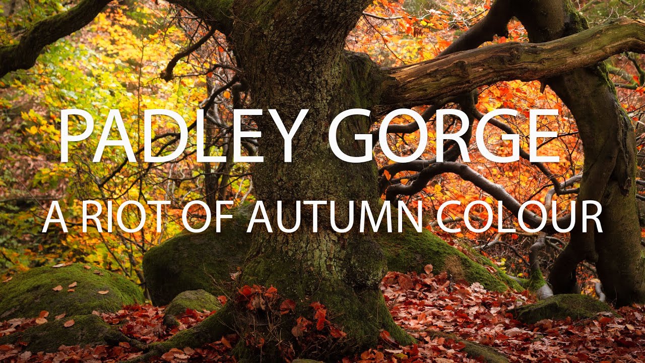 A Riot of Autumn Colour at Padley Gorge