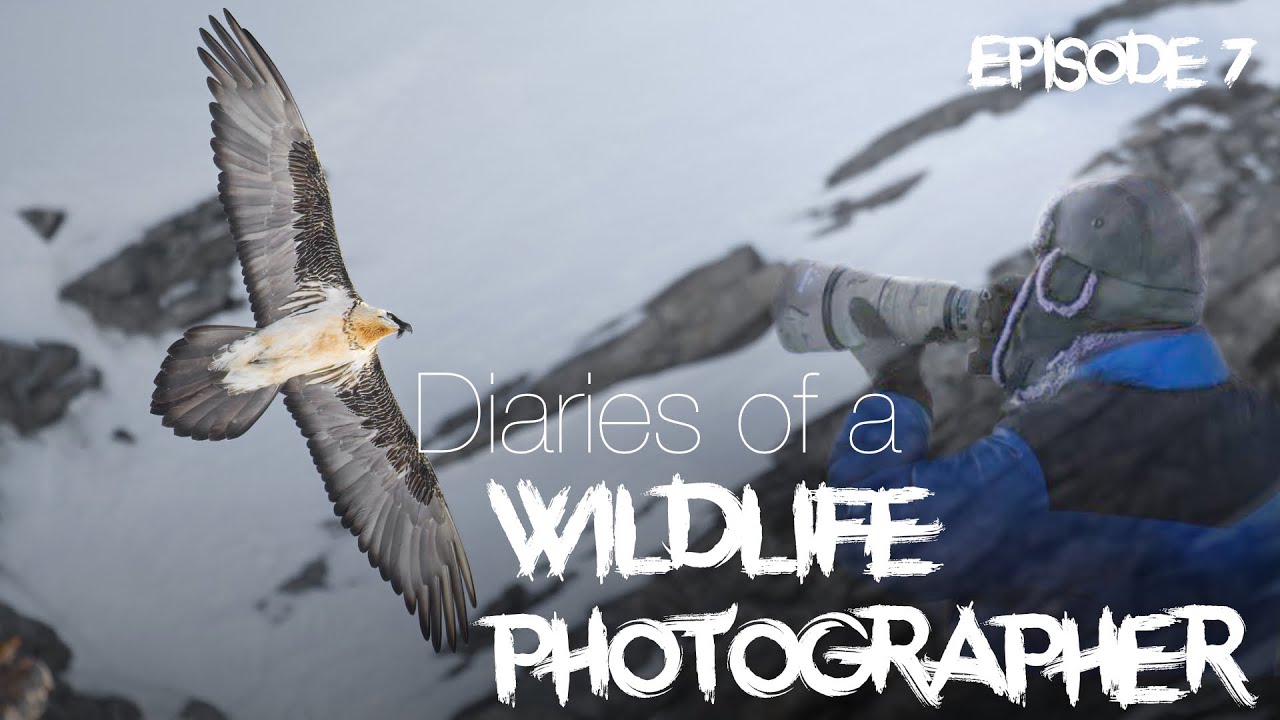 Diaries of a Wildlife Photographer: photographing Bearded Vulture and Golden Eagle in Switzerland