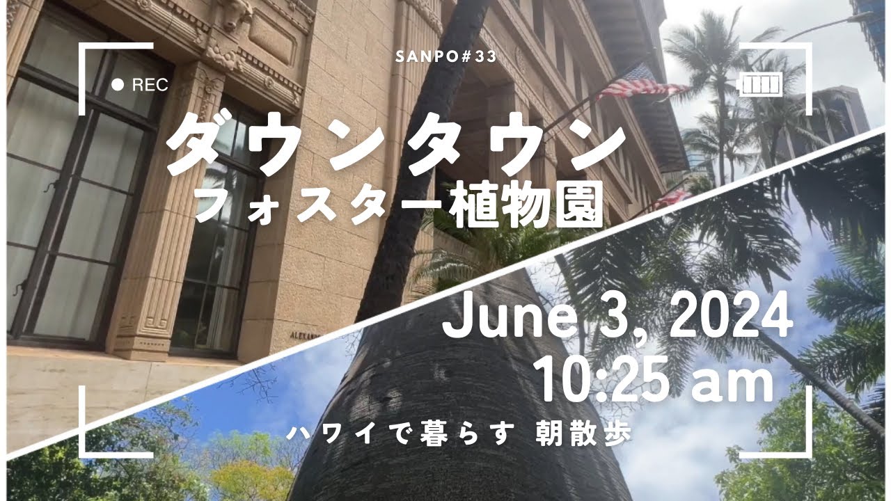 [作業用] ハワイで暮らす　ダウンタウン(フォスター植物園）　朝散歩　June 3, 2024 10:25 am