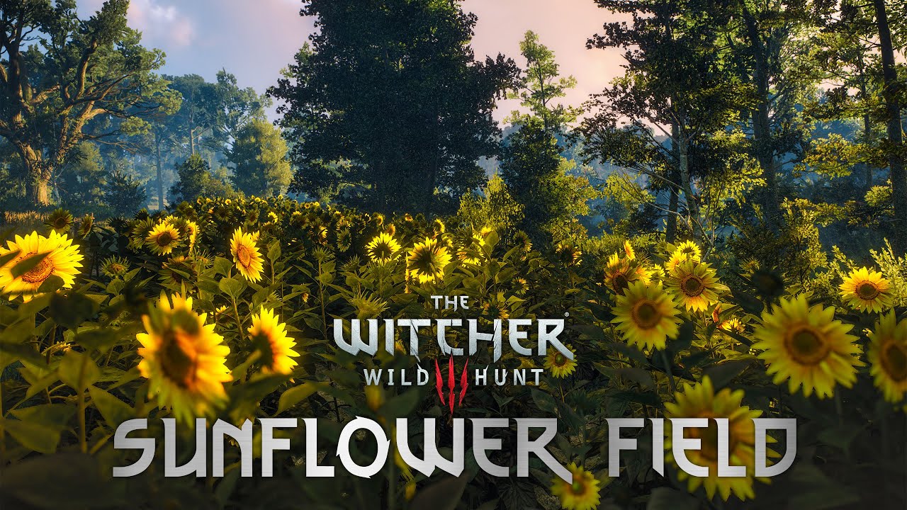 The Witcher 3 - Sunflower Field AMBIENCE │ Bird Chirping, Crickets, Rain & Wind Sounds │ ASMR