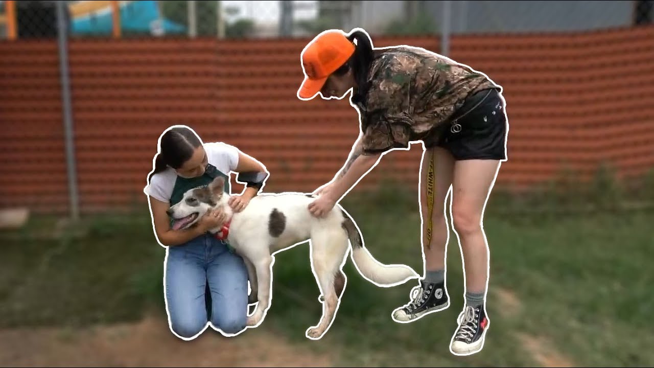 Animal Shelter IRL🐶🐱❤️ - 6/3/24