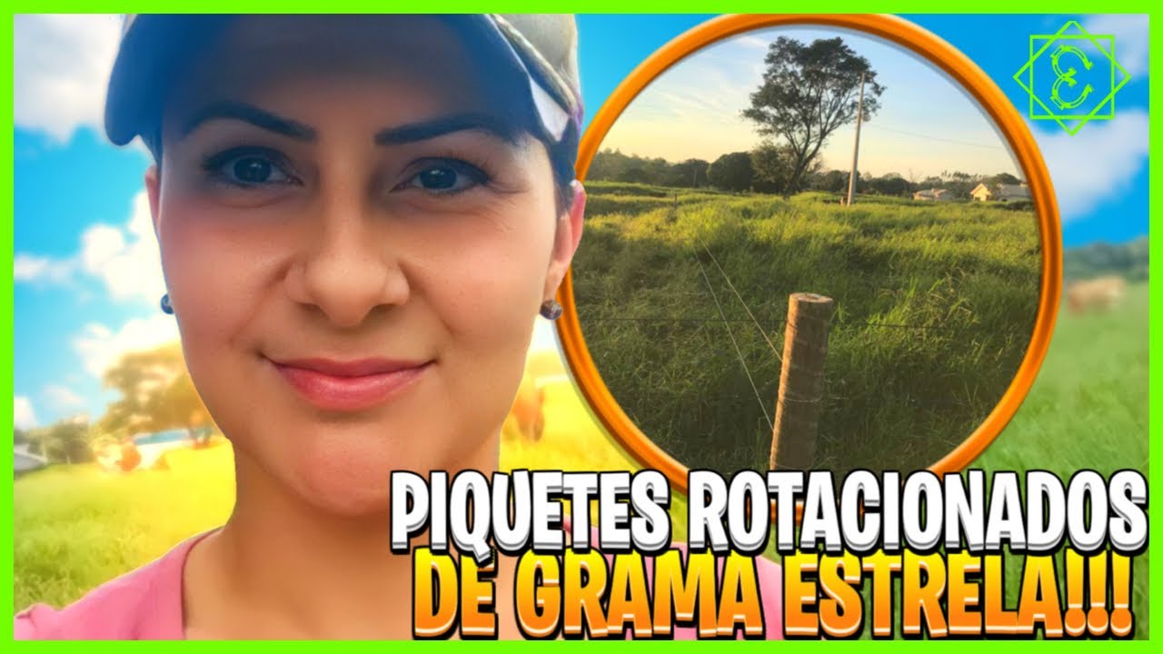 PIQUETES DE GRAMA ESTRELA “PORTO RICO” A GRAMA MAIS RESISTENTE !