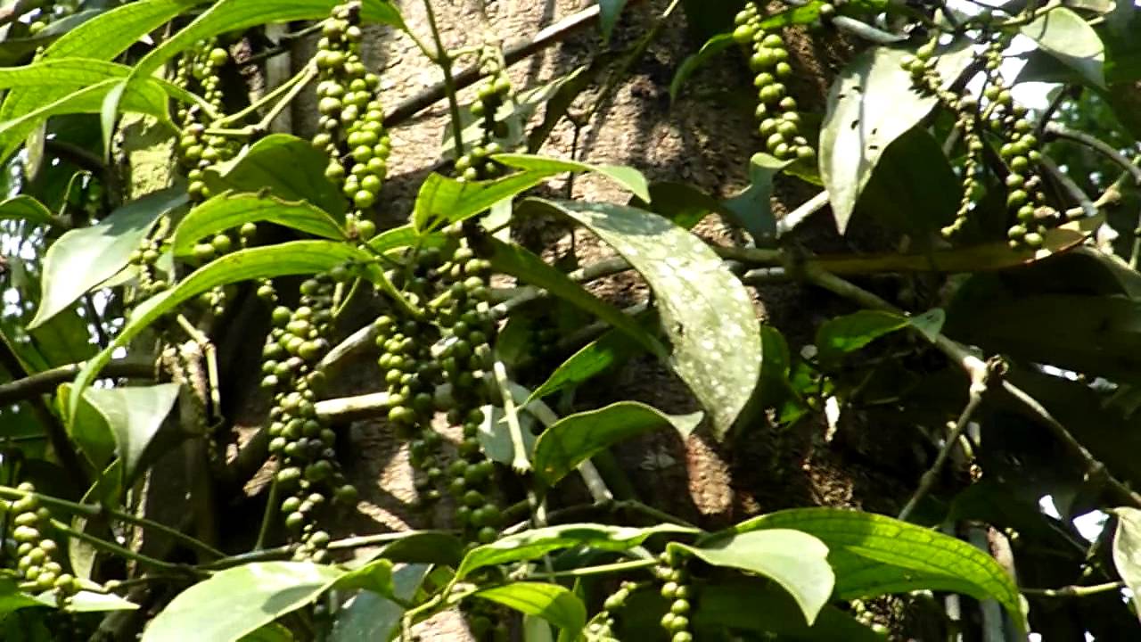 Black pepper plant - Piper nigrum - Spice