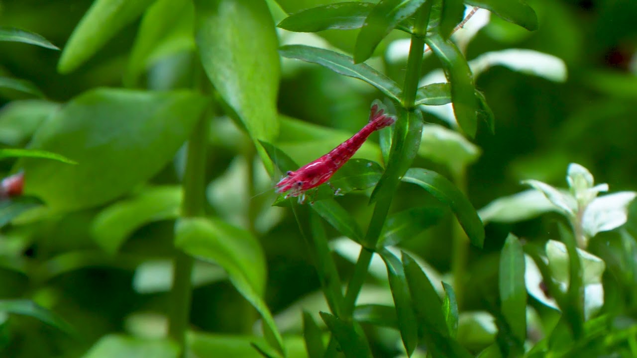 Daphnies et microfaune : une nourriture vivante dont tous vos poissons d'aquarium raffolent !